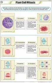 Mitosis Animals (55x90cm) image 1