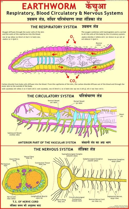 Earthworm: Blood Circulation, Respiratory & Nervous System (55x90cm) image 1