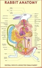 Rabbit Anatomy (55x90cm) image 1
