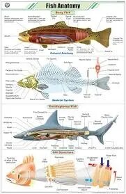 Fish Anatomy (55x90cm) image 1