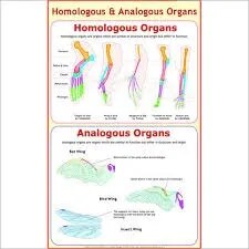 Analogous & Homologous Organs (55x90cm) image 1