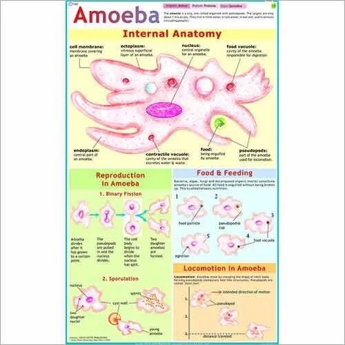 Life History of Amoeba (55x90cm) image 1