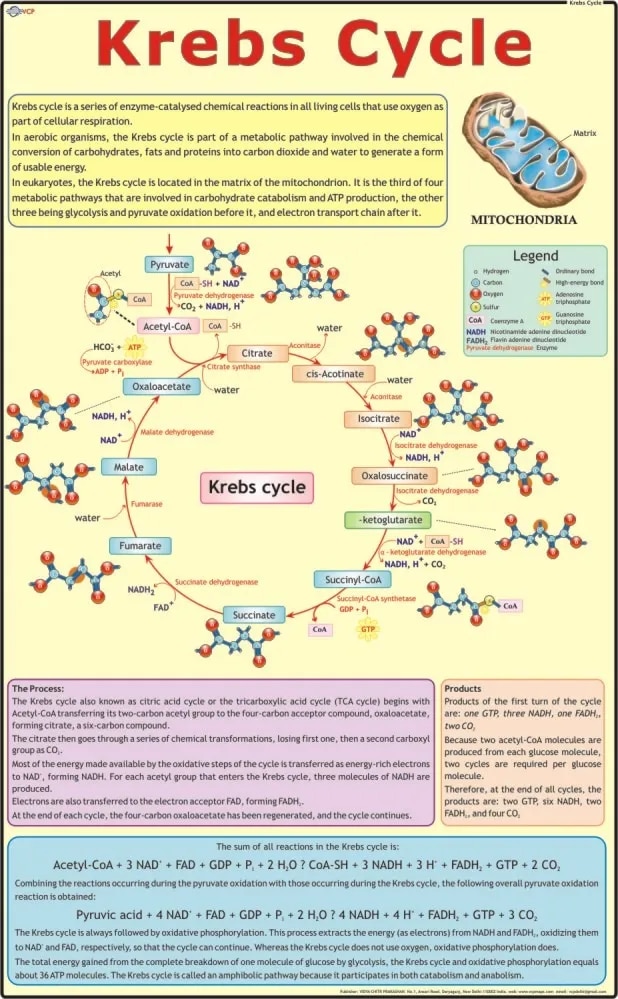 Kreb's Cycle (55x90cm) image 1