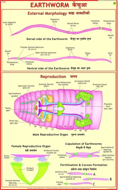 Earthworm: Ext. Morphology & Reproduction (55x90cm) image 1