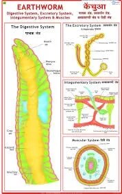 Earthworm: Digestion, Skin & Excretion (55x90cm) image 1