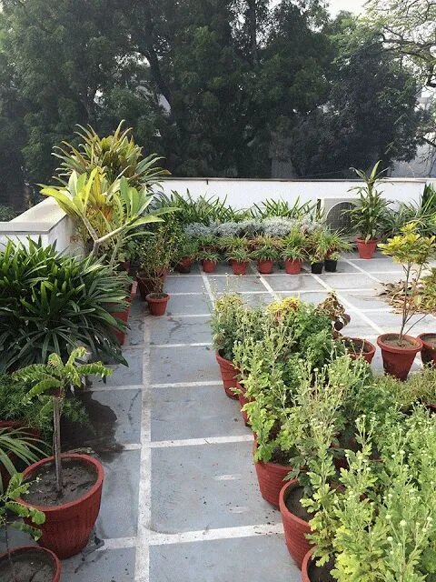 Modern Terrace Garden Design & Maintenance in Chennai image 1