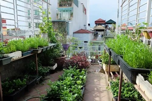 Low-Maintenance Terrace Garden Service in Chennai image 1