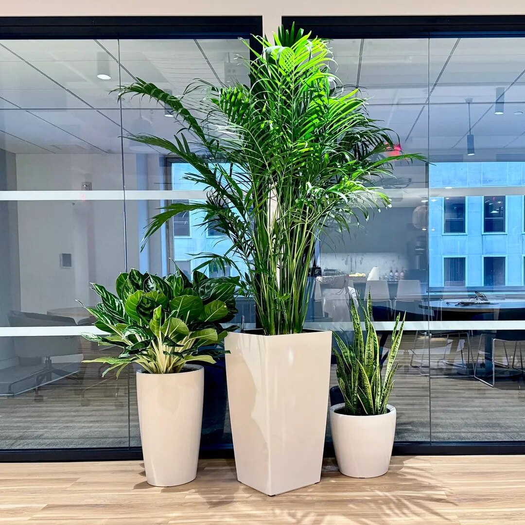 Indoor Plant Services for Offices Chennai image 1