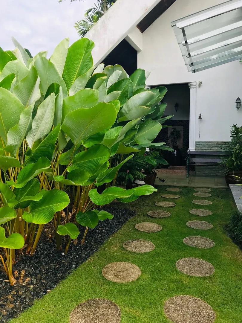Backyard Landscape Maintenance Packages Chennai image 1