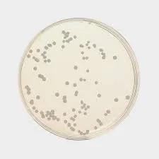 Dextrose Agar image 1