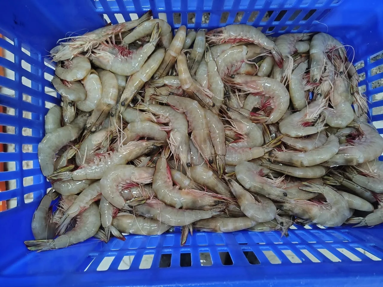 Head on white shrimps image 1