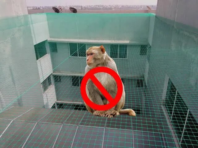 Monkey Net Dealer image 1