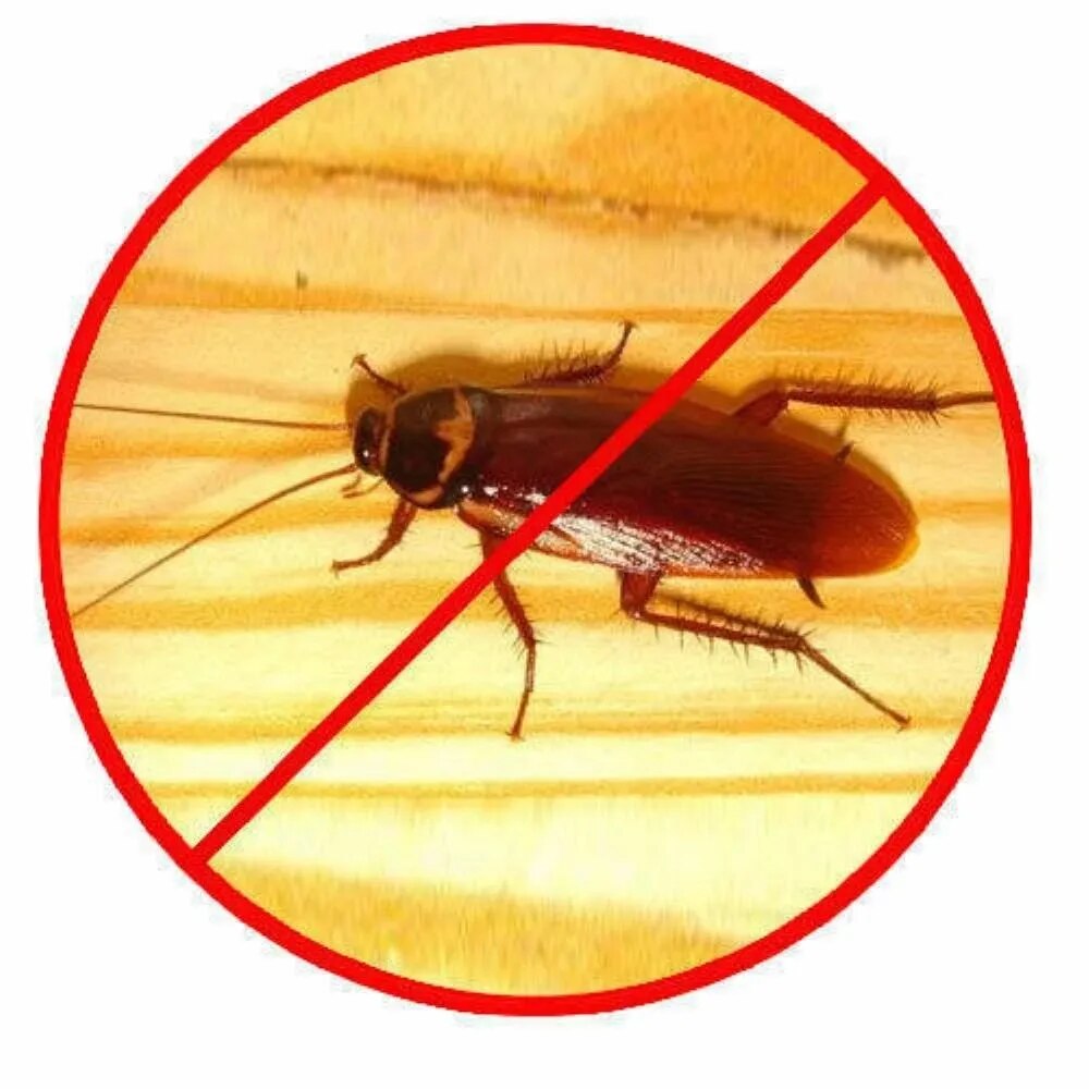 Cockroach Control image 1
