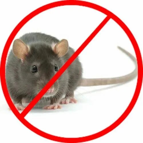 Rodent Control image 1