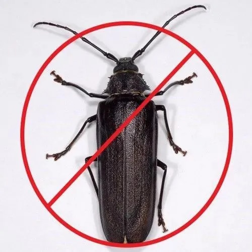 Wood borer Control image 1