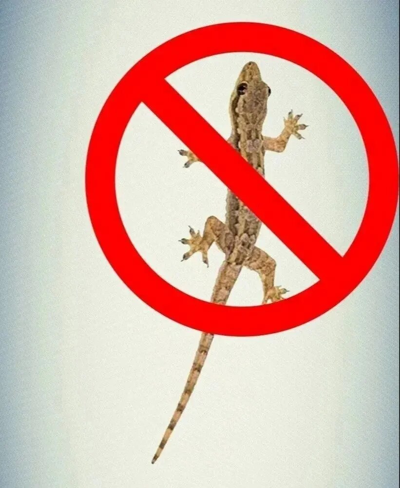 Lizard Control image 1