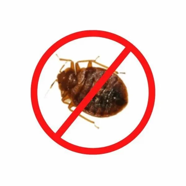 Bedbug Control Services image 1
