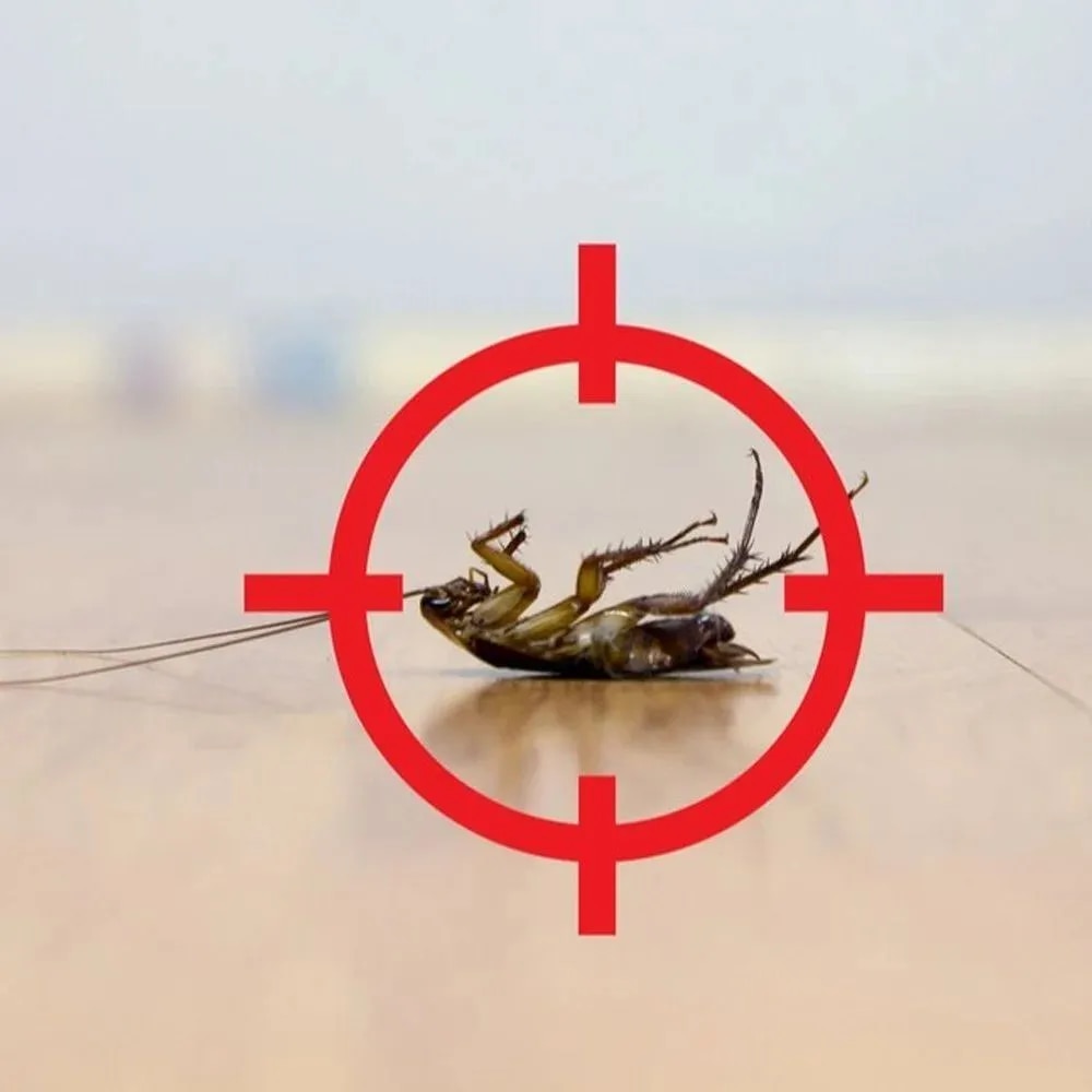 Cockroaches Pest Control Service image 1