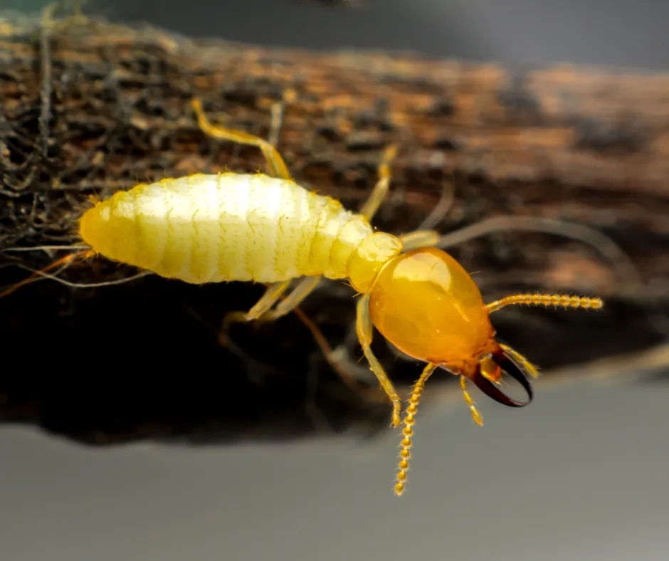 Termite Treatment image 1