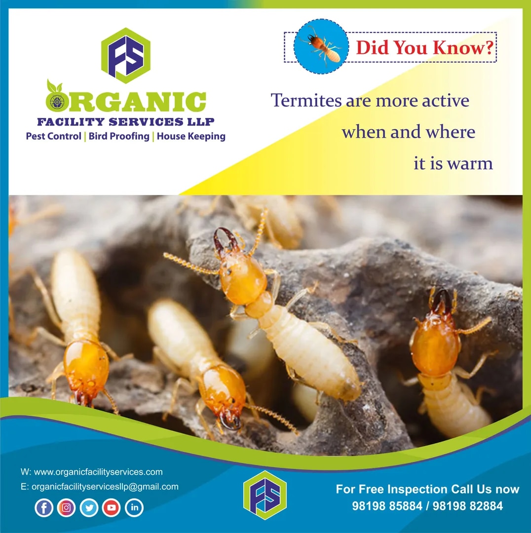 Termite Pest Control Service image 1