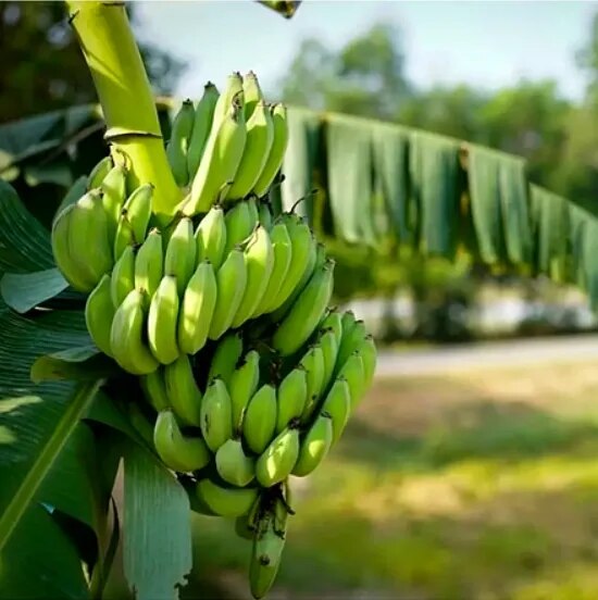 Banana image 1
