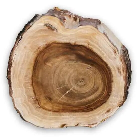 White Sandal Wood (Santalum Album) image 1