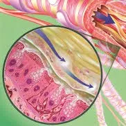 Special interest in obstructive airways diseases (Asthma/ COPD) image 1