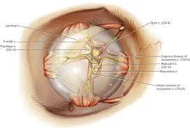 Optic Nerve Decompression image 1