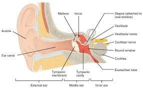 Myringotomy And Grommet Insertion image 1