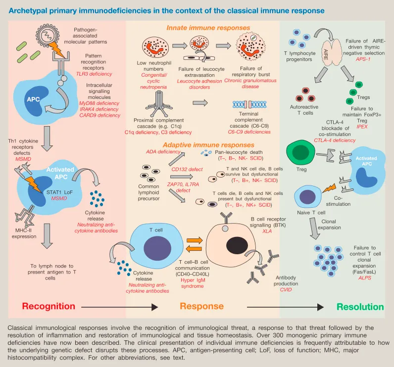 Immunodeficiency Disorders image 1