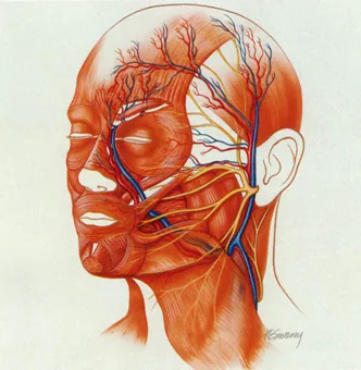 Head and Neck Procedures image 1