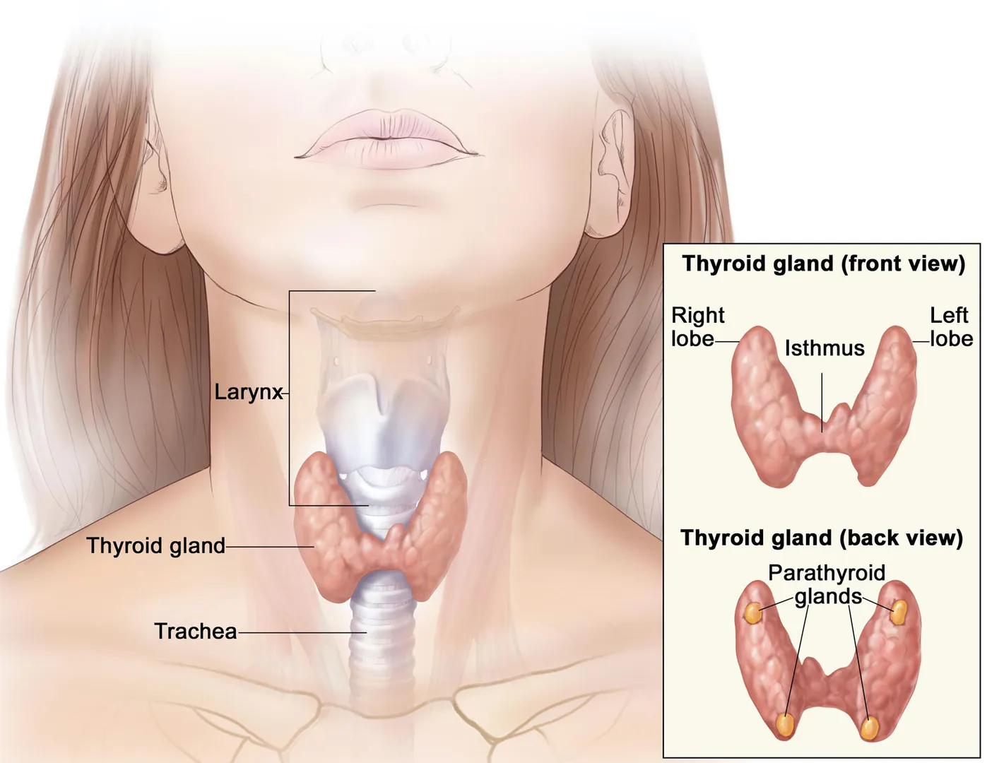 Thyroid Surgery image 1