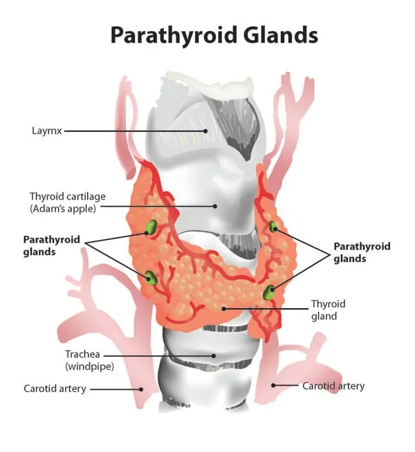 Parathyroid image 1