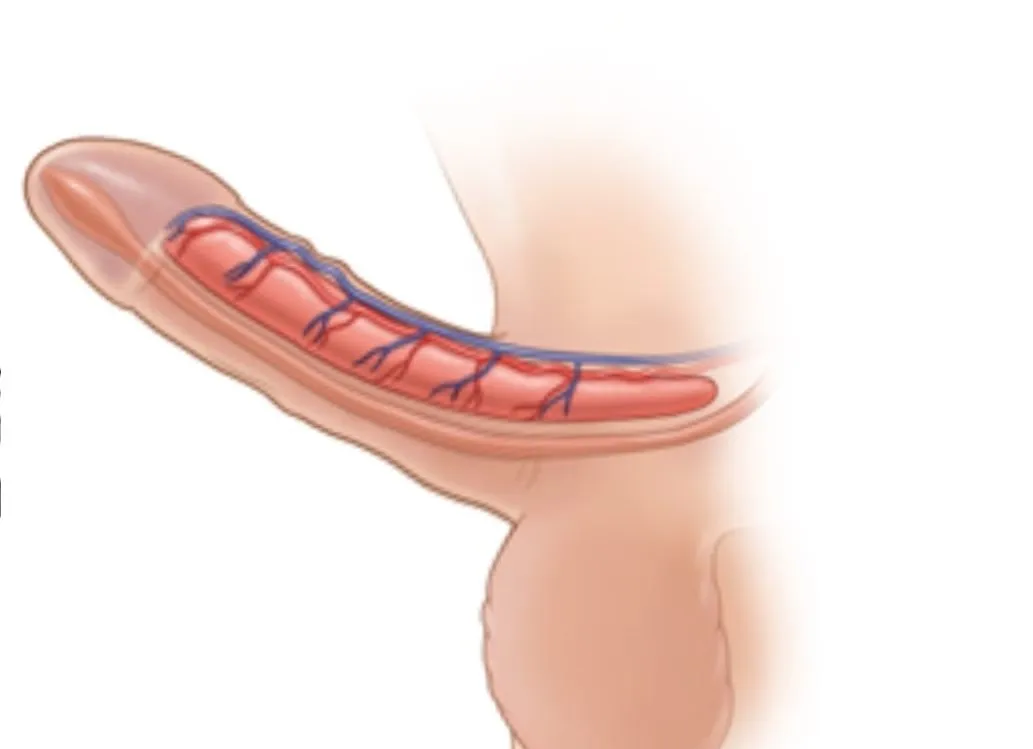 Regenerative Medicine For ED image 1