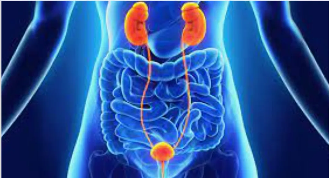 Genitourinary Cancer image 1