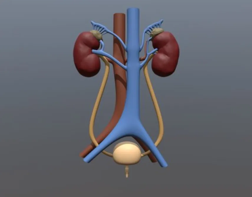 Urinary Tract Reconstruction image 1