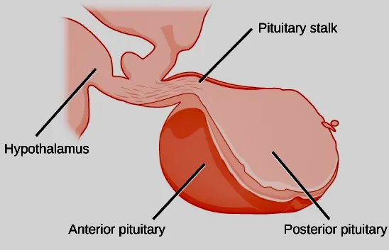 Pituitary Gland Treatment in Pune image 1