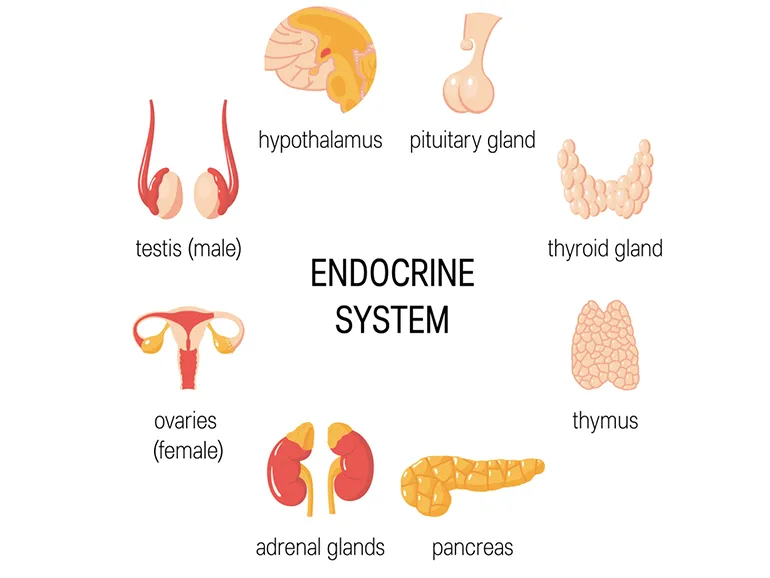 Endocrine Treatment in Pune image 1