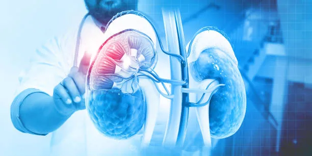 Kidney Function Test image 1