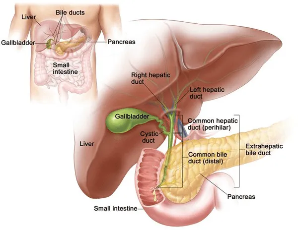 Hepato-Pancreato-Biliary (HPB) Surgery Specialist in Pune, PCMC, Maharashtra  image 1