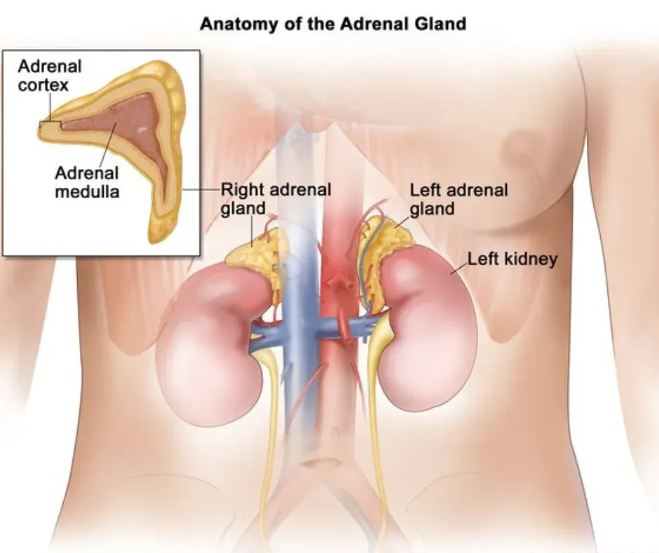 Alcoholic liver disease image 1