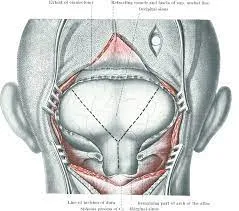 NEURO SURGERY  image 1
