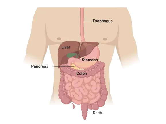 Gastrointestinal Cancer Surgeon in Mahim,Mumbai image 1
