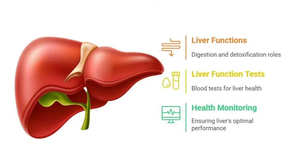 Liver Function Test (LFT) image 2