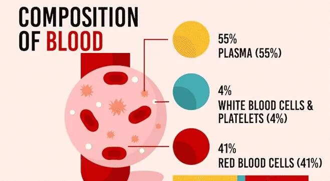 Complete Blood Count (CBC) image 2