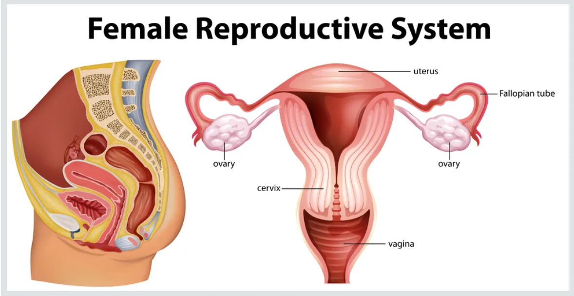 Reproductive System Disease image 1