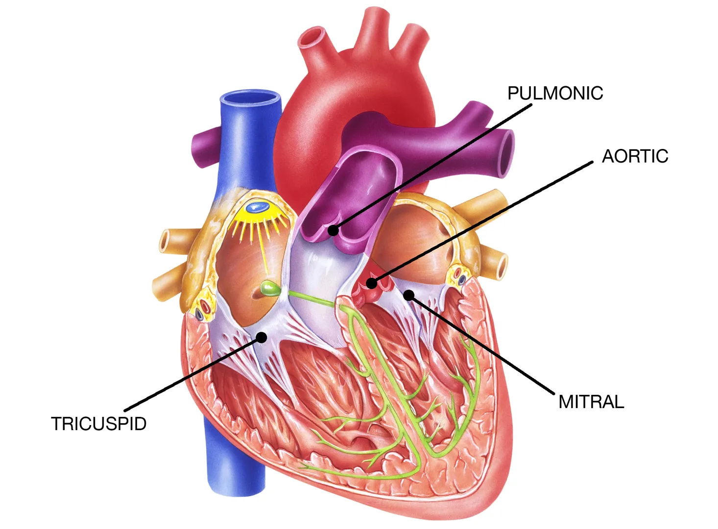 Heart Valve Disorder Treatment image 1