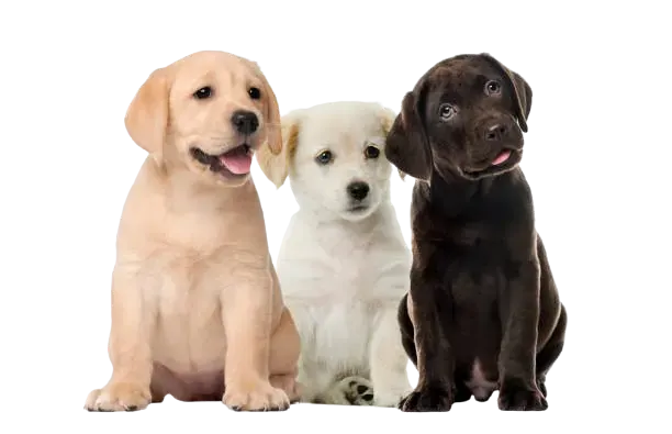 Labrador for Sale image 1