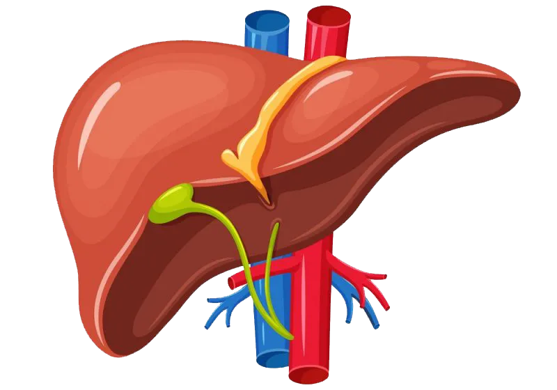 Liver Specialist (Hepatologist) in Baner, Balewadi, Pune image 1