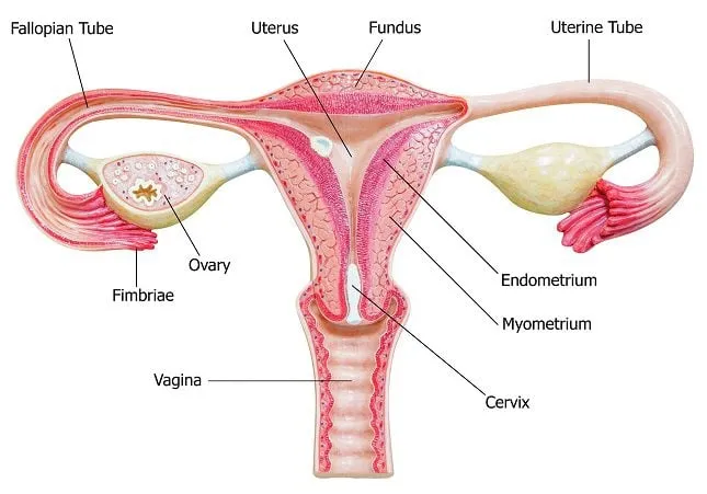 Menstrual & Vaginal Disorders Specialist in Ambegaon, Narhe, Dhayari  image 1